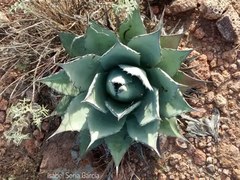 Agave flexispina