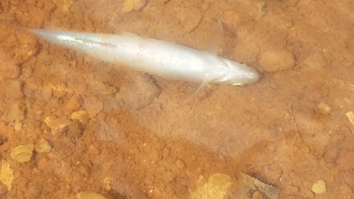 Cypriniformes