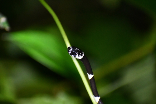 Northern Snail-eater