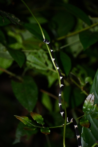 Northern Snail-eater