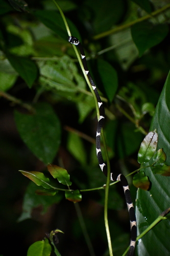 Northern Snail-eater