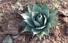 Agave flexispina
