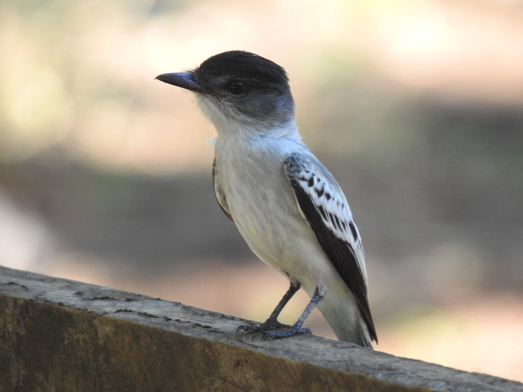 Choco Sirystes photo