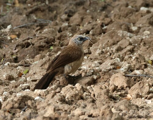 Black-faced Babbler (Turdoides melanops), photo 8