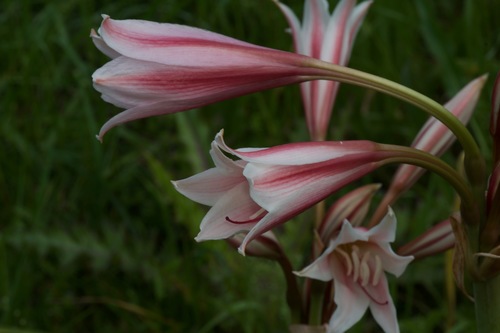 Image of Crinum bulbispermum by (c) Michelle W. （鍾偉瑋）, some rights reserved (CC BY)