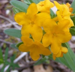 Lithospermum canescens