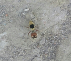 Dasymutilla sicheliana