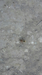 Dasymutilla sicheliana