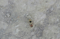 Dasymutilla sicheliana