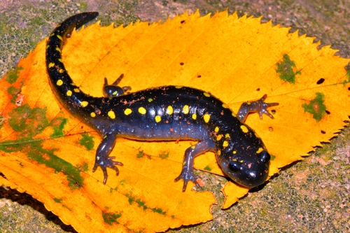 Spotted Salamander, photo 8 of 8