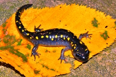 Spotted Salamander photo 5