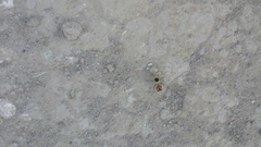Dasymutilla sicheliana
