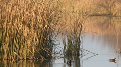 Schoenoplectus lacustris