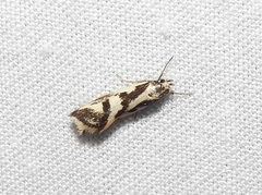 Epithymema incomposita