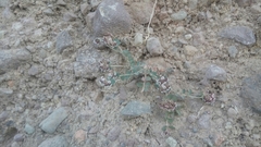 Euphorbia umbellulata