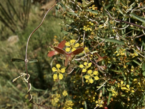 slender janusia (Janusia gracilis)