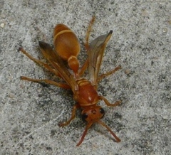 Ropalidia marginata