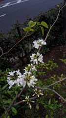 Cercis chinensis