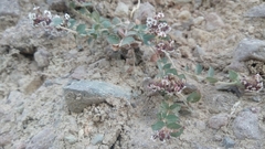Euphorbia umbellulata
