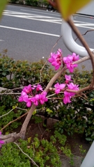 Cercis chinensis