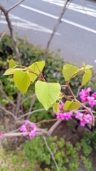 Cercis chinensis