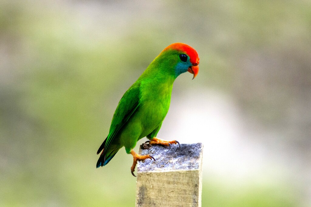Philippine Hanging-Parrot photo