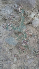 Euphorbia umbellulata