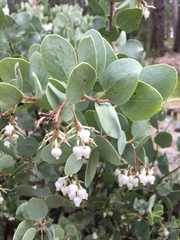 Arctostaphylos viscida viscida
