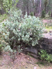 Arctostaphylos viscida viscida