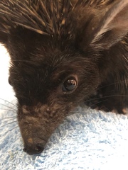 Paraechinus hypomelas