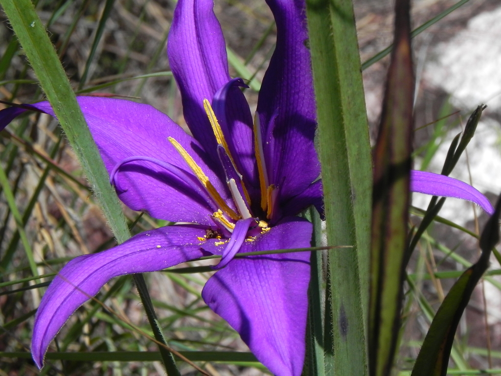 Barbacenia fulva