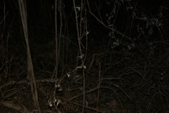 Vincetoxicum rossicum