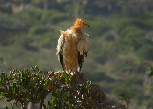 Egyptian Vulture