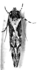 Tingena ancogramma
