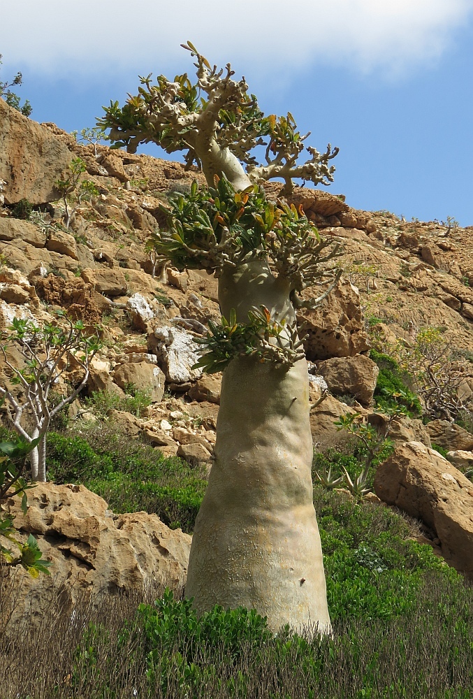 Imagem de Cará-de-pedra