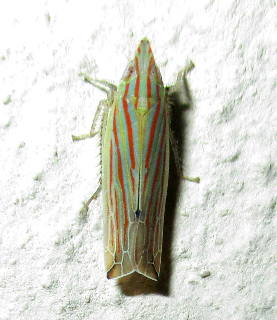 Stymphalus rubrolineatus