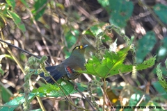 Bugun Liocichla photo 4
