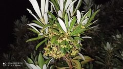 Drimys brasiliensis, photograph Thomaz Ricardo Favreto Sinani, CC BY, iNaturalist via GBIF