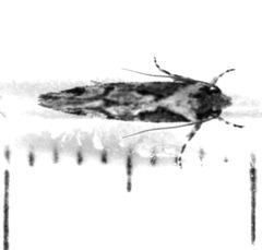 Tingena ancogramma