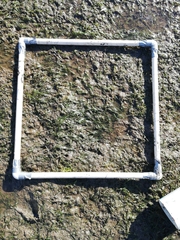 Zostera muelleri