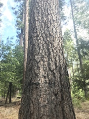 Pinus lambertiana