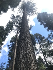 Pinus lambertiana