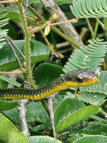 Yellow-lipped Sipo