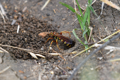 Poecilopompilus interruptus