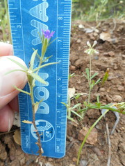 Githopsis specularioides