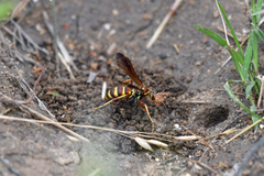 Poecilopompilus interruptus