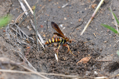 Poecilopompilus interruptus