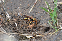 Poecilopompilus interruptus