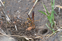Poecilopompilus interruptus