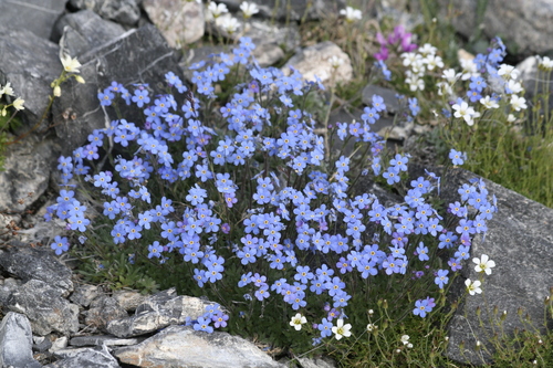Eritrichium splendens